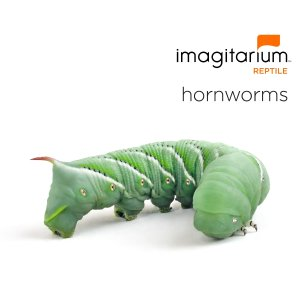 Hornworms, Count of 12